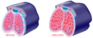 Tratamiento con ondas de choque para tratar la disfunción eréctil 1 Erección